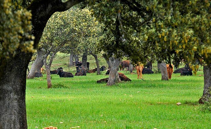 Visit a Bull and Horse Breeding Farm (including a Ronda Tour)