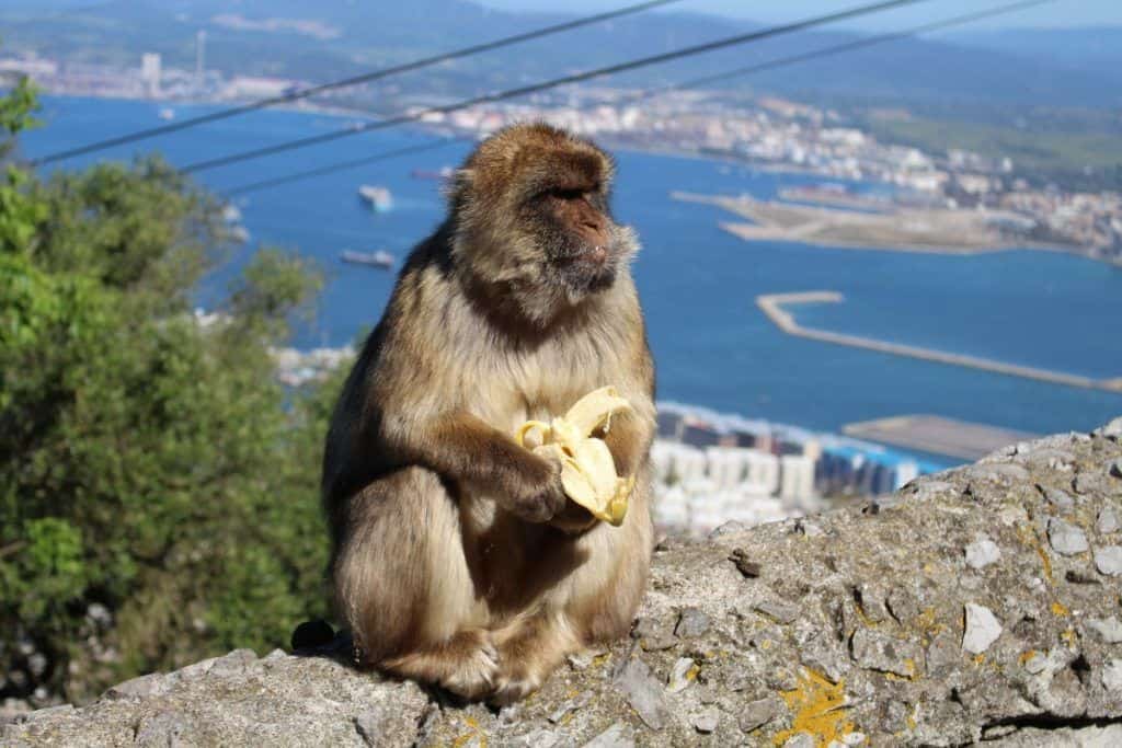Monkey holding banana overlooking Gibraltar coast.