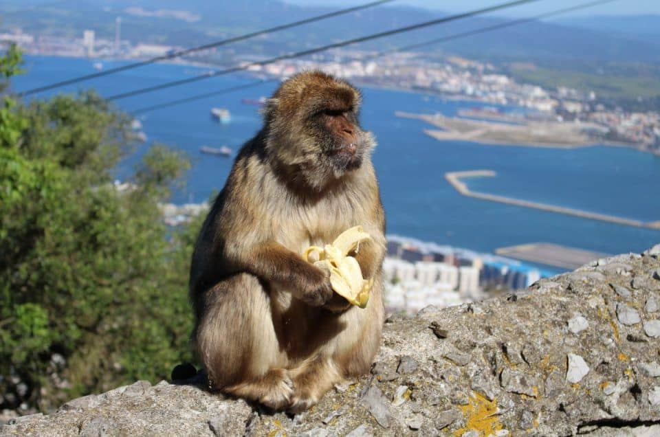 Monkey holding banana overlooking Gibraltar coast.