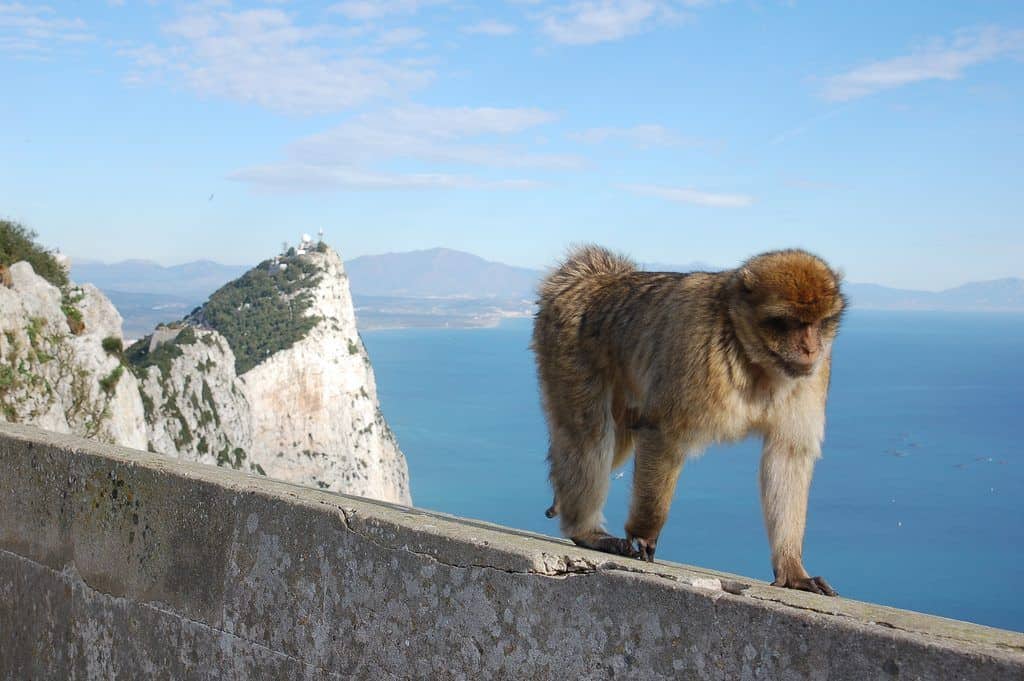 Monkey standing on the Gibraltar rock with the sea and cliffs in the background.