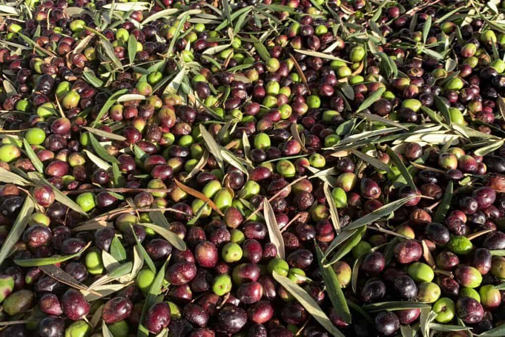 Olive Oil
