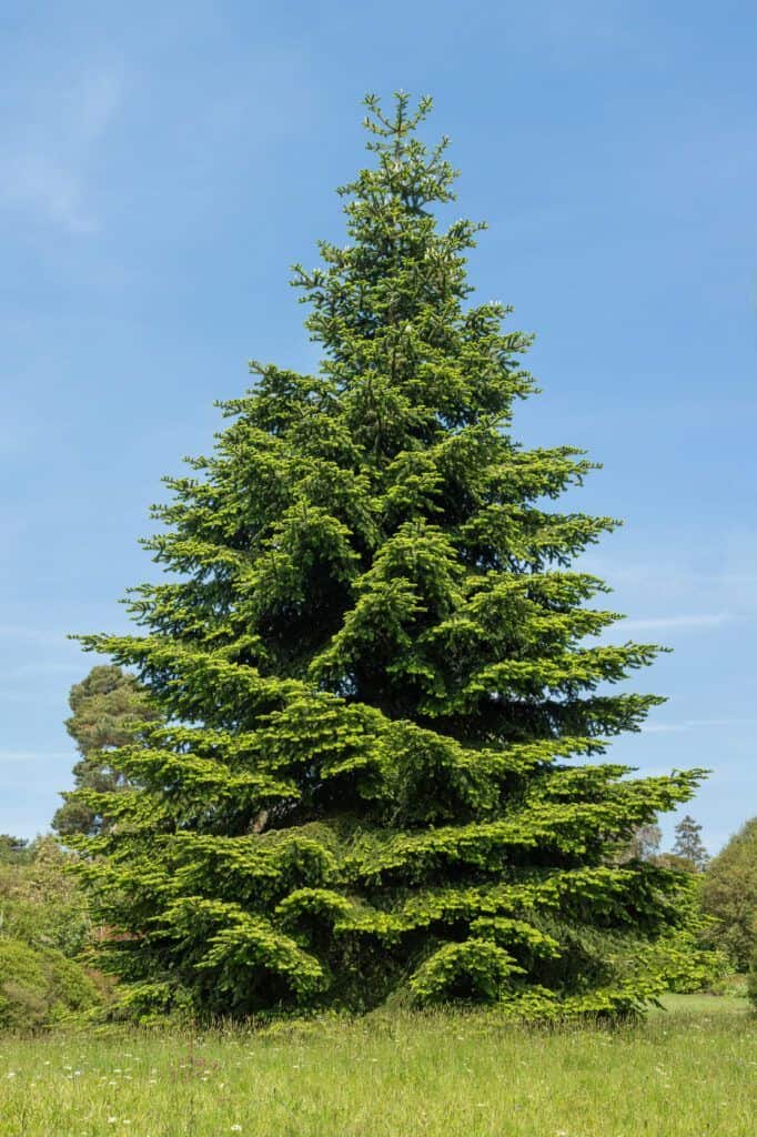 Ancient Pinsapo forest in Spain's Serranía de Ronda, showcasing the unique and historic conifer spec.