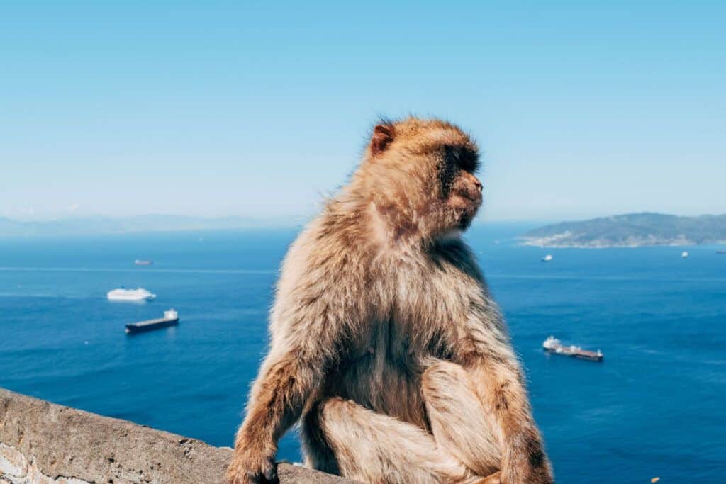 Gibraltar Barbary macaque sitting on a wall overlooking the sea and ships.