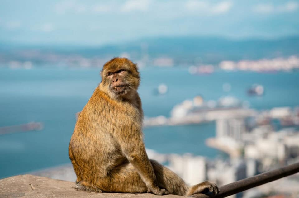 Capuchin monkey sitting on a ledge overlooking the city and sea in Costa del Sol, Spain.